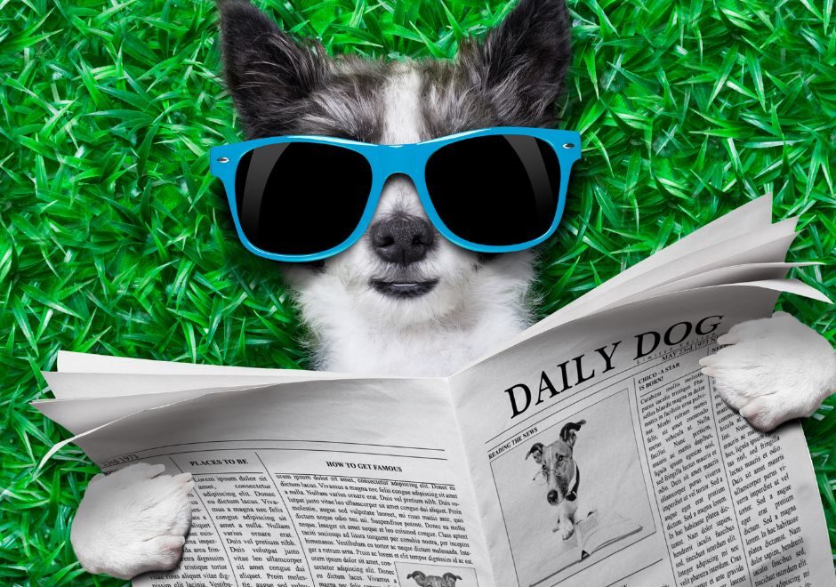 Ideas for Social Media Posts to Make People Laugh - Dog in sunglasses reading newspaper